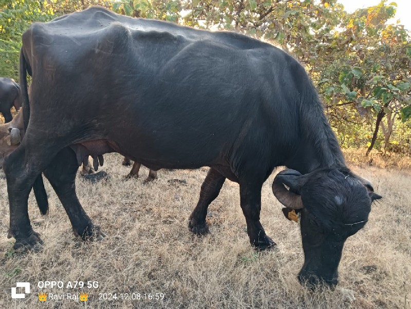 બે ભેંસો વેચવાન...