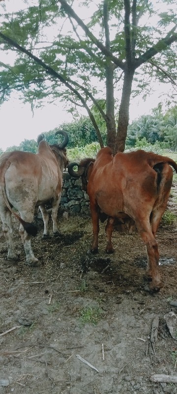 બળદ વેચવાના છે