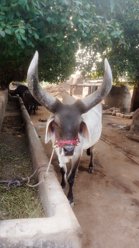 આ બળદ વેચવા નો...