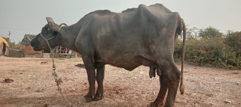 ભેંસ વિયાણી છે...