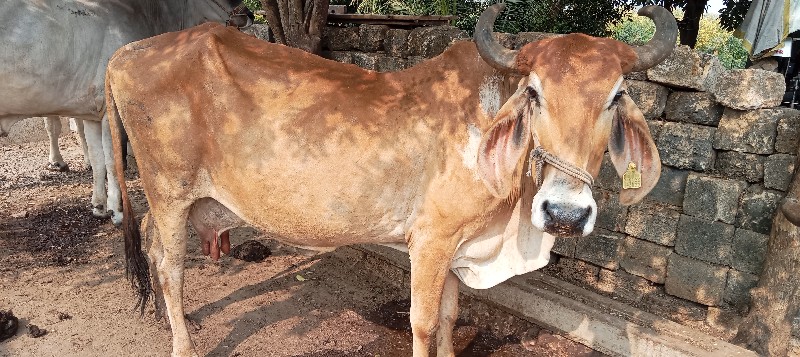 ગાય વેચવાની છે