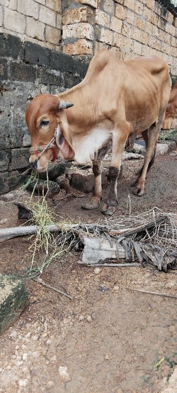 ગોઢલો વેસવાનો છ...