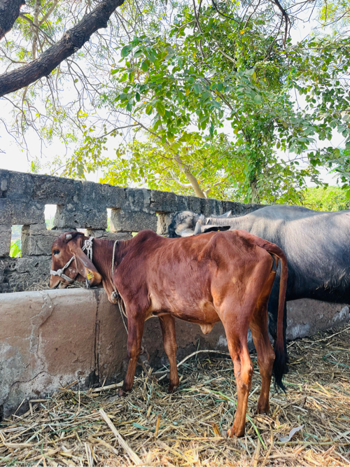 વાસડી વેસવાની છ...