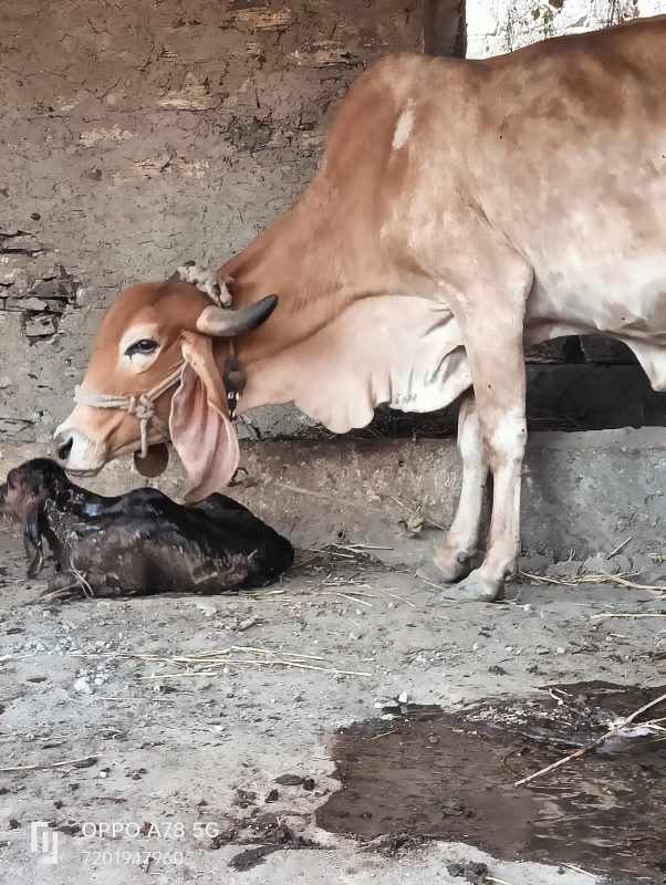 ગાય વેચવાની છે.