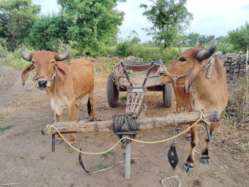 આ ગોઢલા વેચવાના...