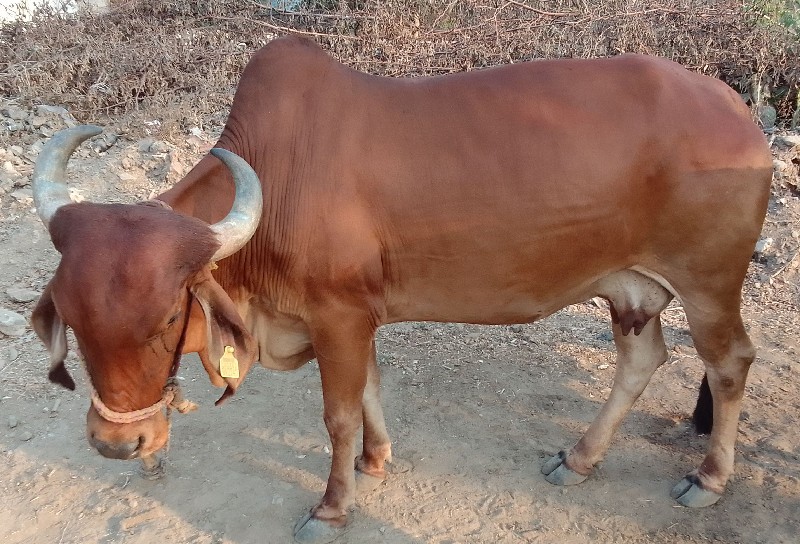 ગાય વેચવાની છે