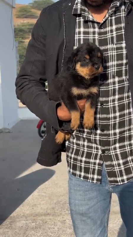 Rottweiler male