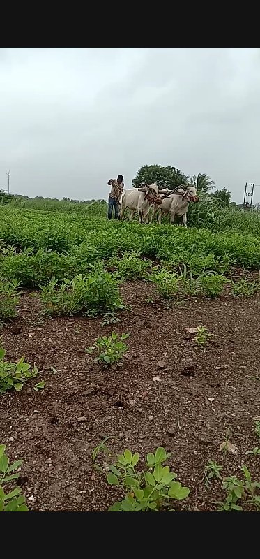 ગોધલા વહેંચવા ન...