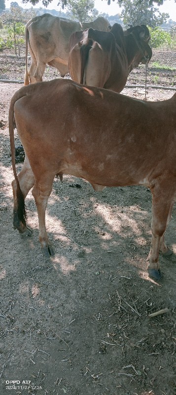 ગાય વેચવા છે