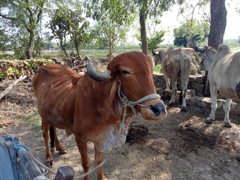 ગોધલો વેચવાનો છ...