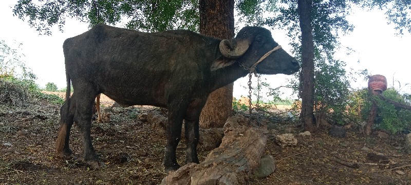 ખડેલી વેચવાની છ...