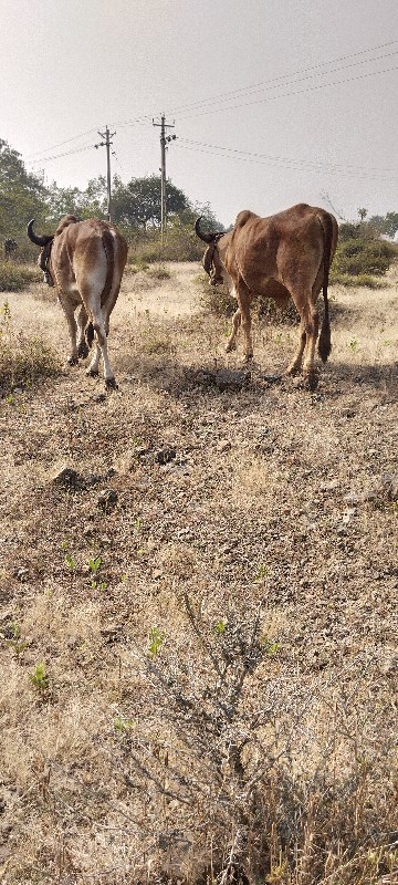 વેચવાનું છે