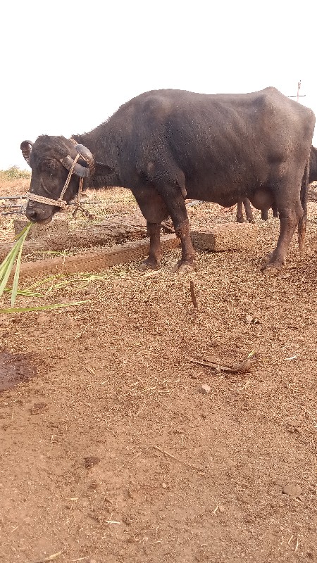 ભેંશ વેચવાની છે