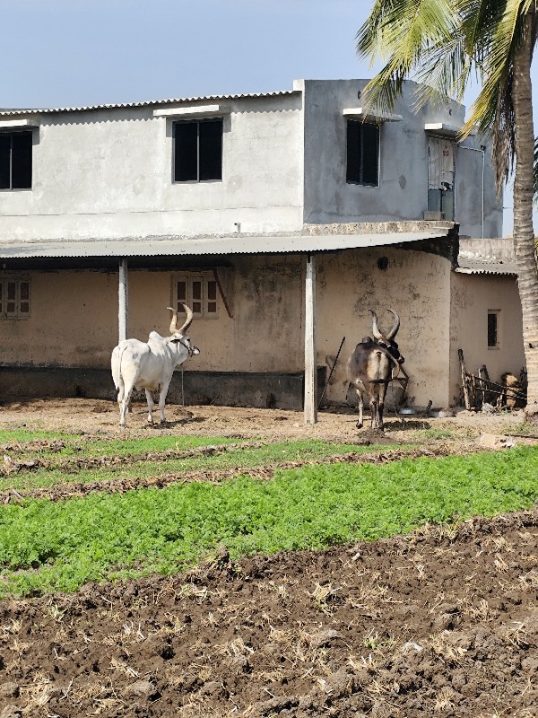 બળદ વેચવાના છે