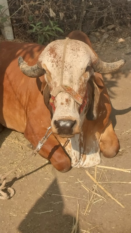 ગીર ગાય બીજુ વે...