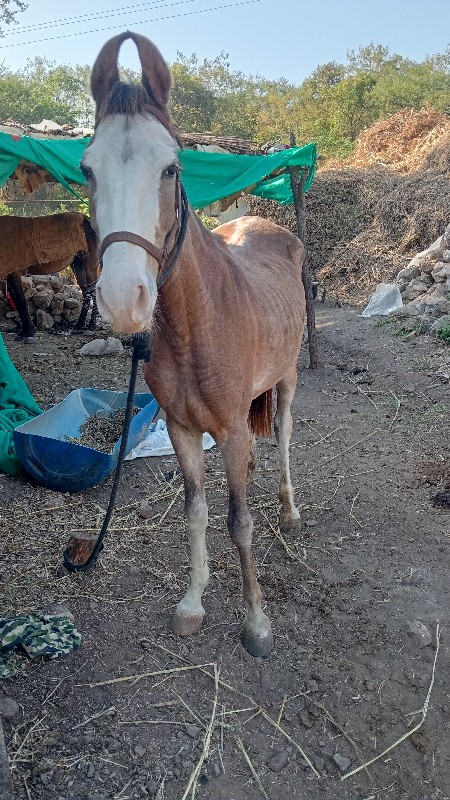 વશેરી વેસવાની છ...