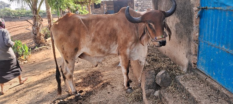 બળદ વેચવાના છે