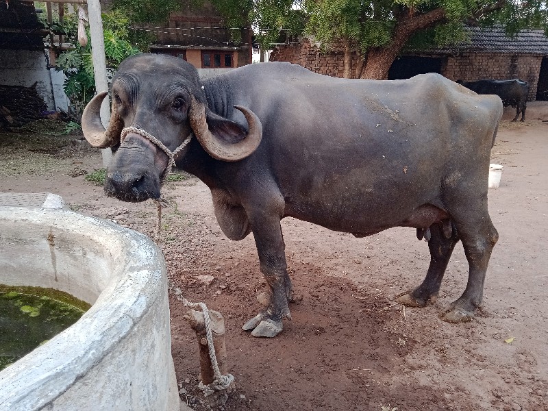 જાફરાબાદી ભેસ વ...