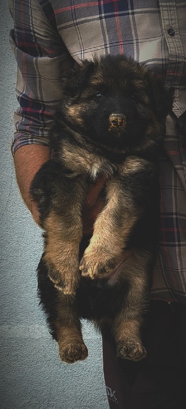 German Shepherd