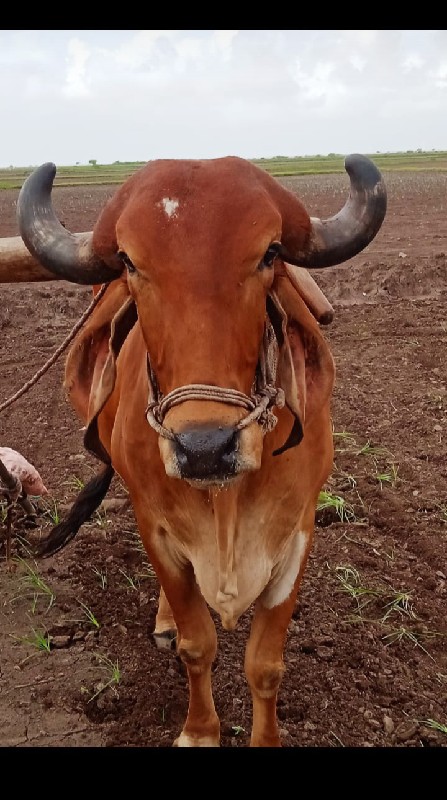 બરધ વેશવાના સે