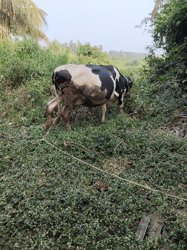 એચ. એફ. ગાય વેચ...