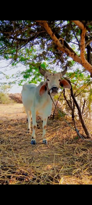 ગોઢલા વેચવાના છ...