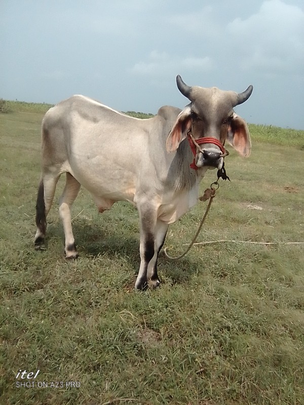 ગાડામાં ચાલુ છે