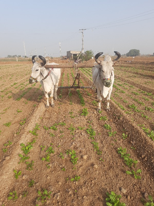 બળદ વેચવાના છે