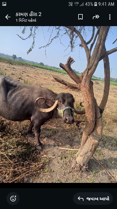 ભેંસ વેચવાની છે