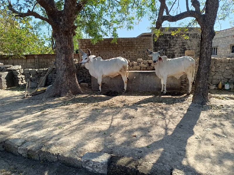 વાછડા વેચવાના છ...