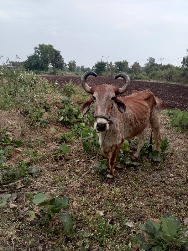 ડાબી બાજુ હાલતો...