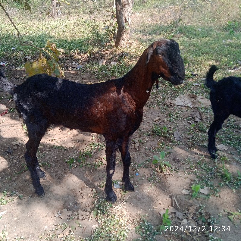 બોડી બકરી છે અન...