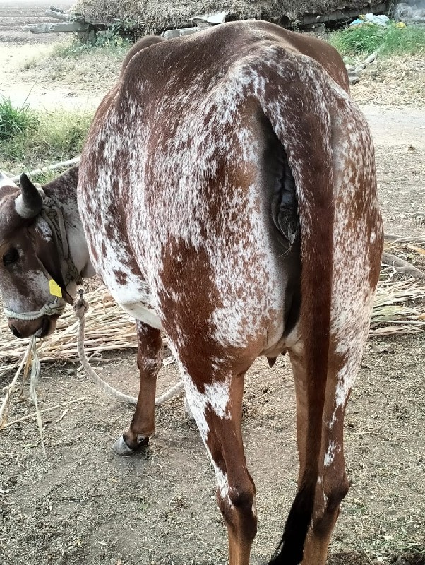 ગાયવેચવાની છે