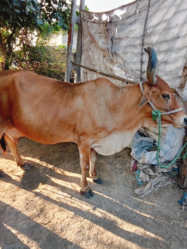 ગાય