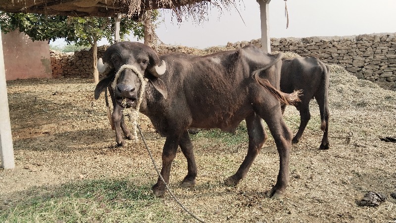 ત્રણ ખડેલI અને...