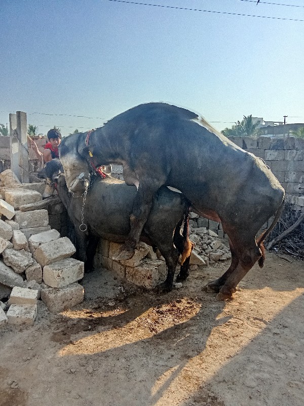 ભેંસ વેચવાની છે