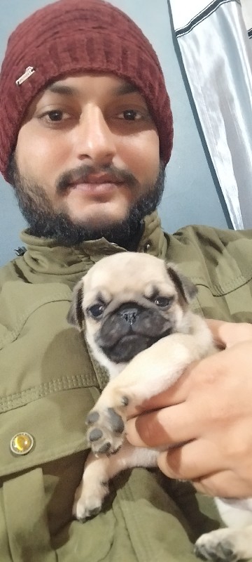 pug papi 45 day...