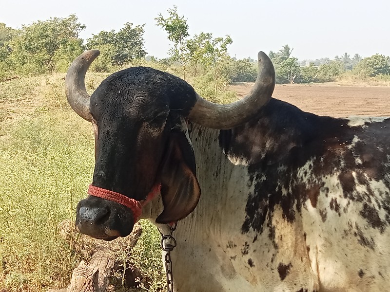 ગાય વેચવાની છૅ