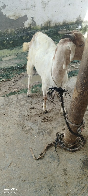 બકરી ગાભણ છે ૨મ...