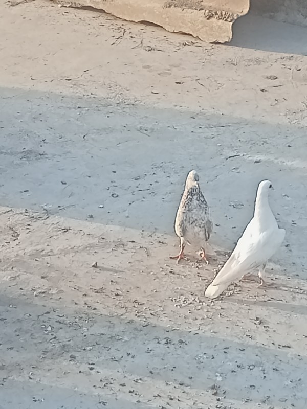 કબુતરિ હે જામનગ...