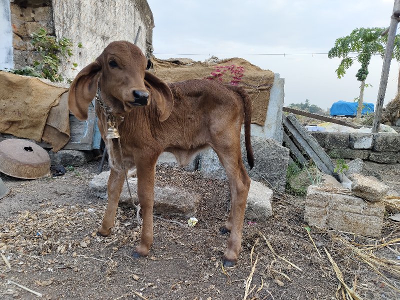 ગય વેચવાની છે