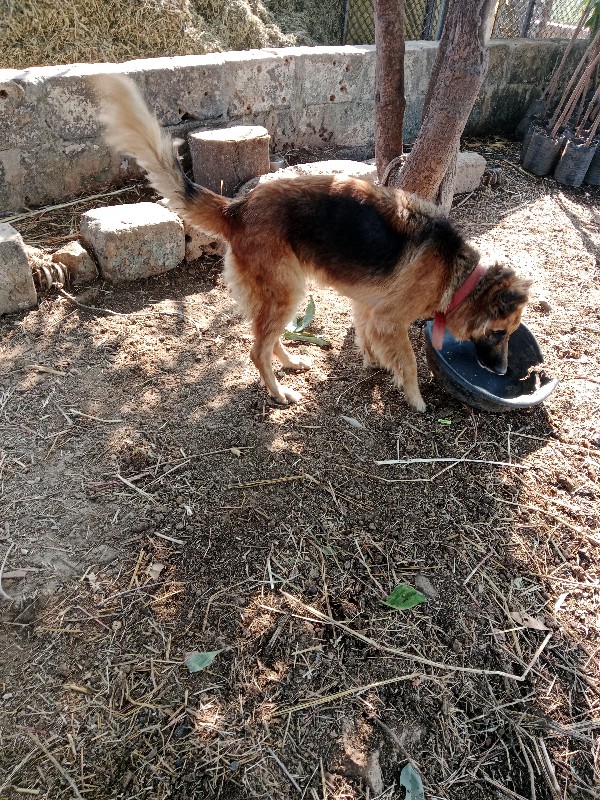 કુતરીવેશવાનીહે