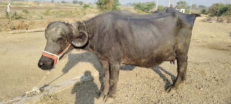 ભેંસ વેચવાની છે