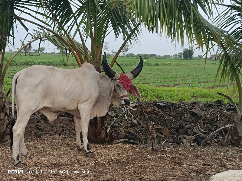 ગોઢલા વેચવાના છ...