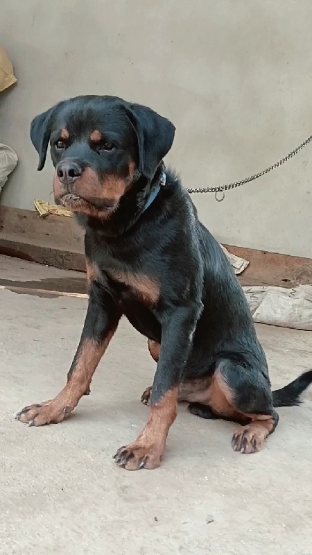 Rottweiler male