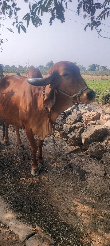 ગાય વેચવાની છે