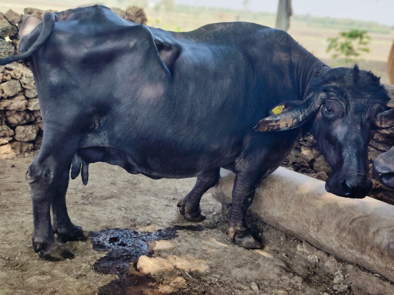 ભેંસ વેચવાની છે