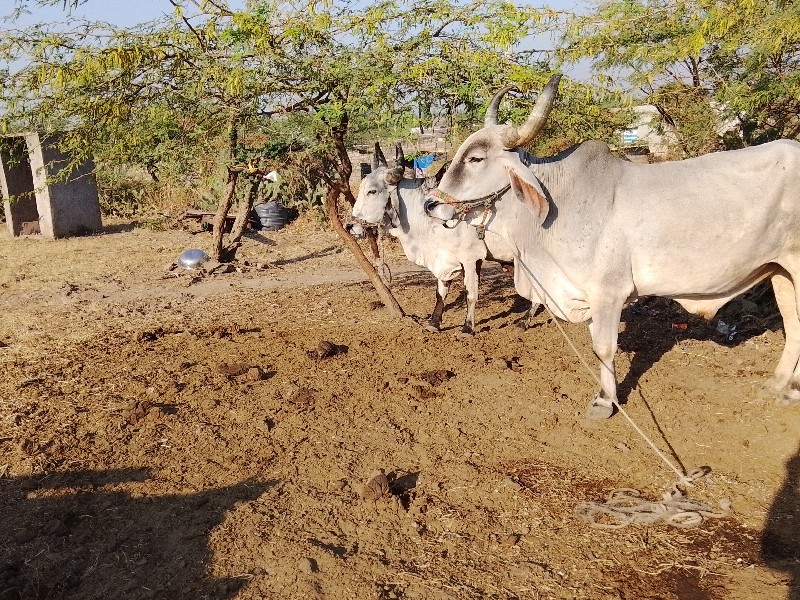 badki Gaon Bada...