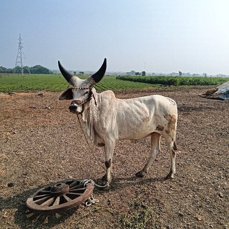 જોડ કરવી