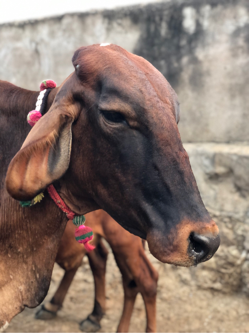 જર્સી ઓડકી ના સ...